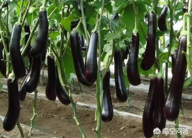 茄子有哪些种类?要如何种植管理才能高产?