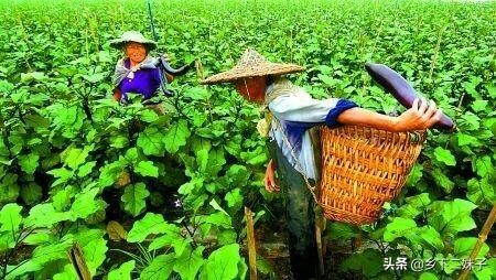 茄子有哪些种类?要如何种植管理才能高产?