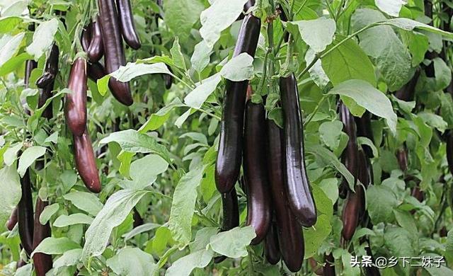 茄子有哪些种类?要如何种植管理才能高产?