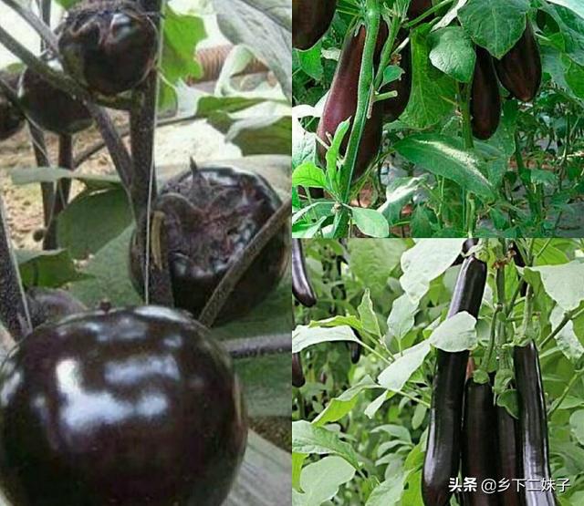 茄子有哪些种类?要如何种植管理才能高产?