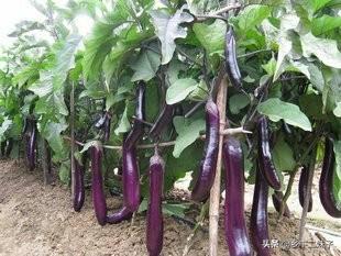 茄子有哪些种类?要如何种植管理才能高产?