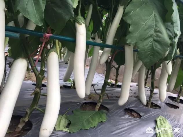 茄子有哪些种类?要如何种植管理才能高产?