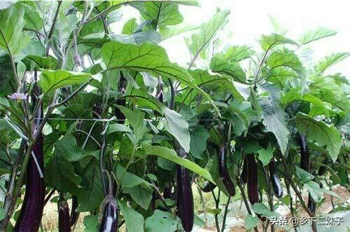 茄子有哪些种类?要如何种植管理才能高产?
