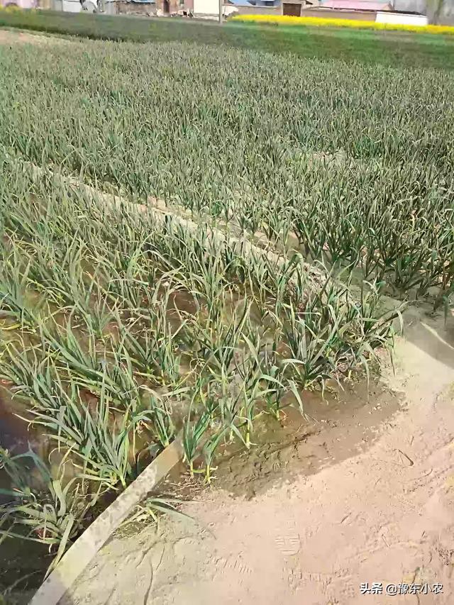 大蒜的营养特性与需肥特点有哪些?大蒜的正确施肥方法又有哪些?