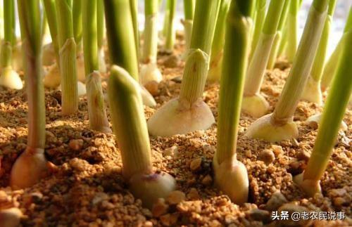 大蒜的营养特性与需肥特点有哪些?大蒜的正确施肥方法又有哪些?