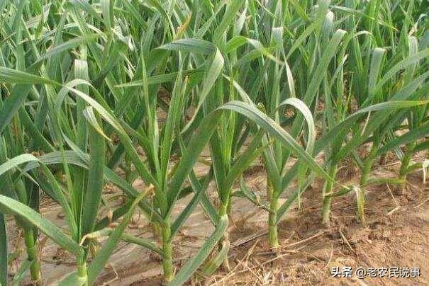 大蒜的营养特性与需肥特点有哪些?大蒜的正确施肥方法又有哪些?