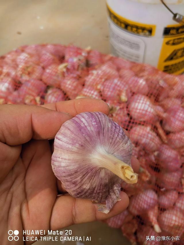 大蒜的营养特性与需肥特点有哪些?大蒜的正确施肥方法又有哪些?