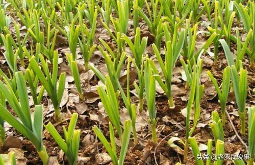 大蒜的营养特性与需肥特点有哪些?大蒜的正确施肥方法又有哪些?