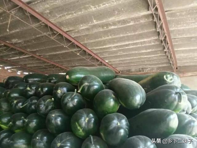 近期农民在水田采摘上来的冬瓜不想急于出售,什么方法能就地储存?