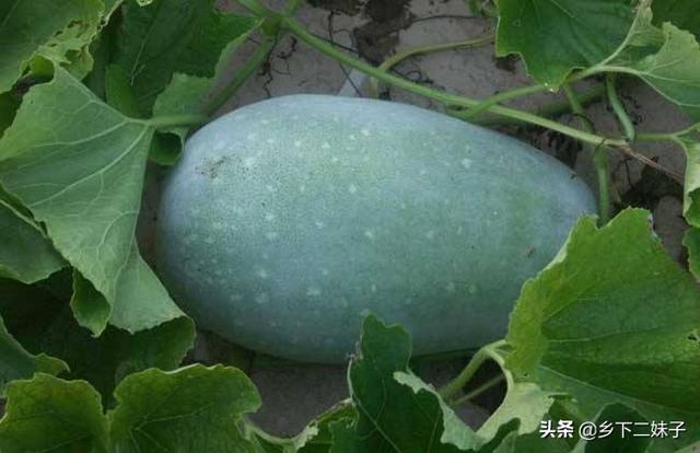 近期农民在水田采摘上来的冬瓜不想急于出售,什么方法能就地储存?