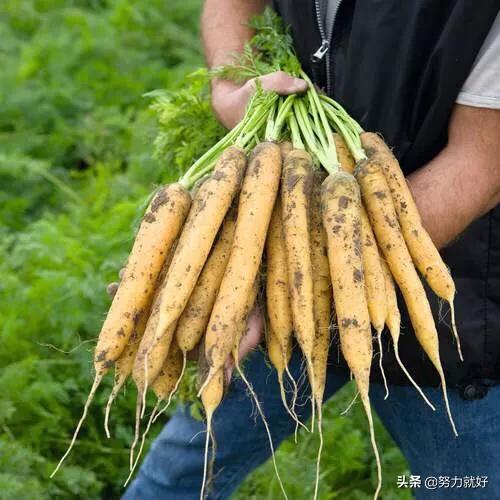 胡萝卜肉质根不着色的发生原因和防治措施都有哪些？