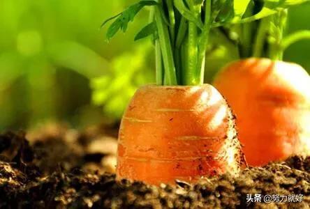 胡萝卜肉质根不着色的发生原因和防治措施都有哪些？