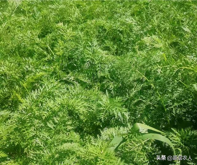 胡萝卜肉质根不着色的发生原因和防治措施都有哪些？