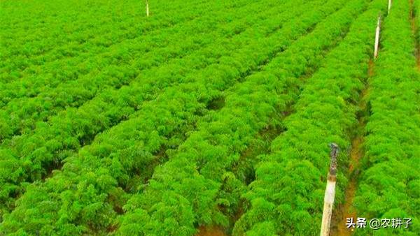 胡萝卜肉质根不着色的发生原因和防治措施都有哪些？