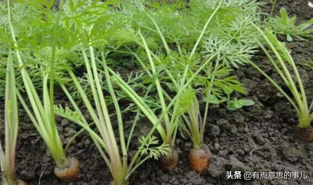 胡萝卜肉质根不着色的发生原因和防治措施都有哪些？