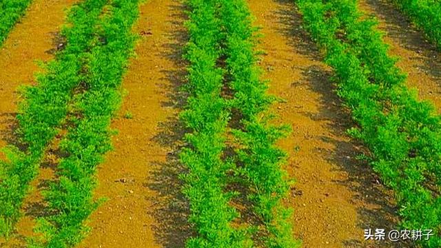 胡萝卜肉质根不着色的发生原因和防治措施都有哪些？