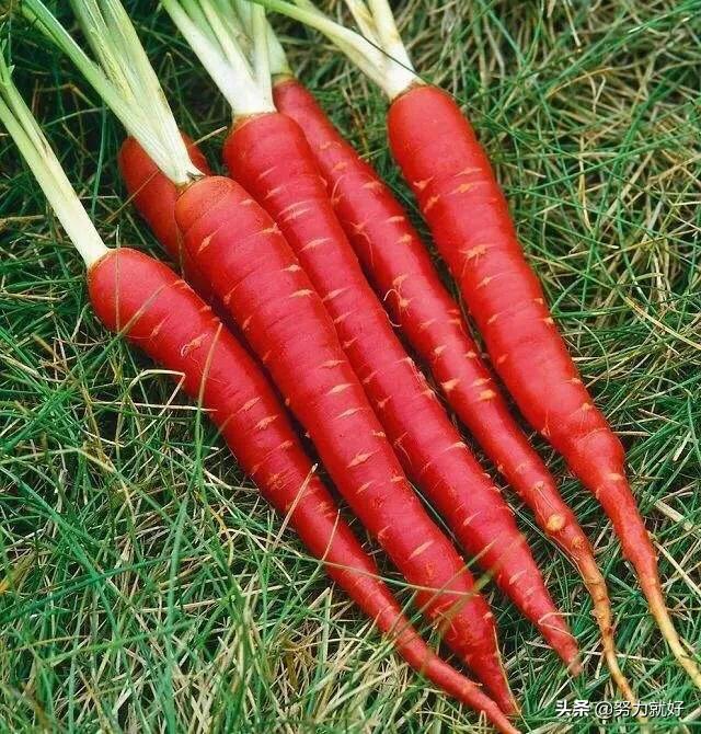 胡萝卜肉质根不着色的发生原因和防治措施都有哪些？