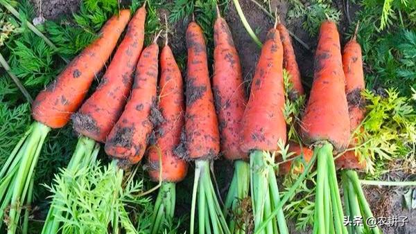 胡萝卜肉质根不着色的发生原因和防治措施都有哪些？