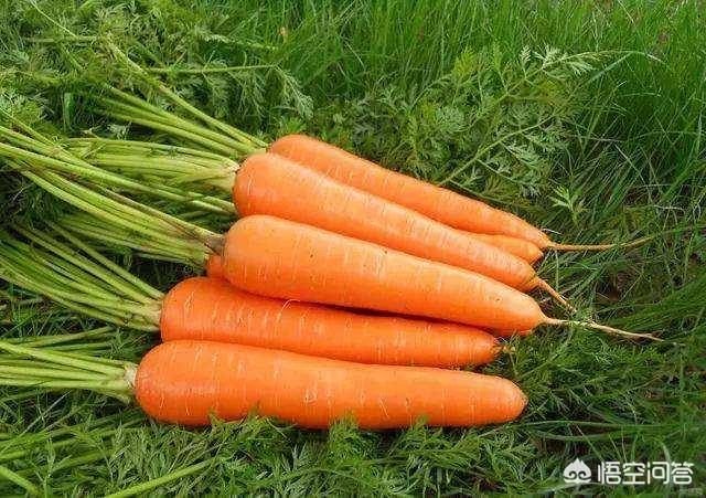 胡萝卜肉质根不着色的发生原因和防治措施都有哪些？