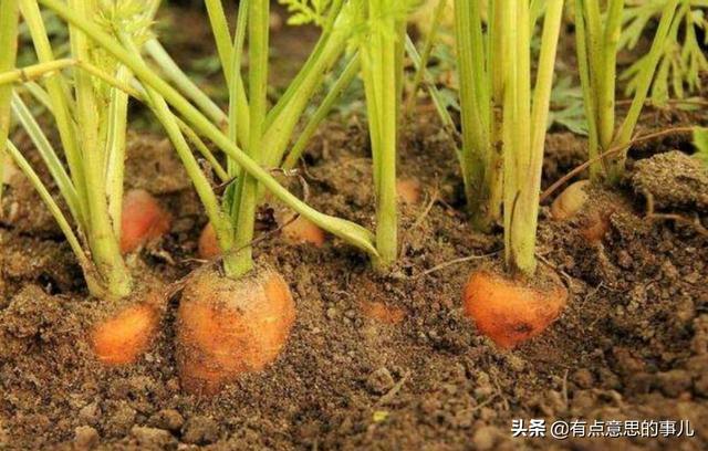 胡萝卜肉质根不着色的发生原因和防治措施都有哪些？