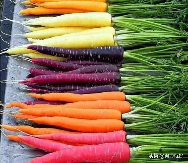 胡萝卜肉质根不着色的发生原因和防治措施都有哪些？