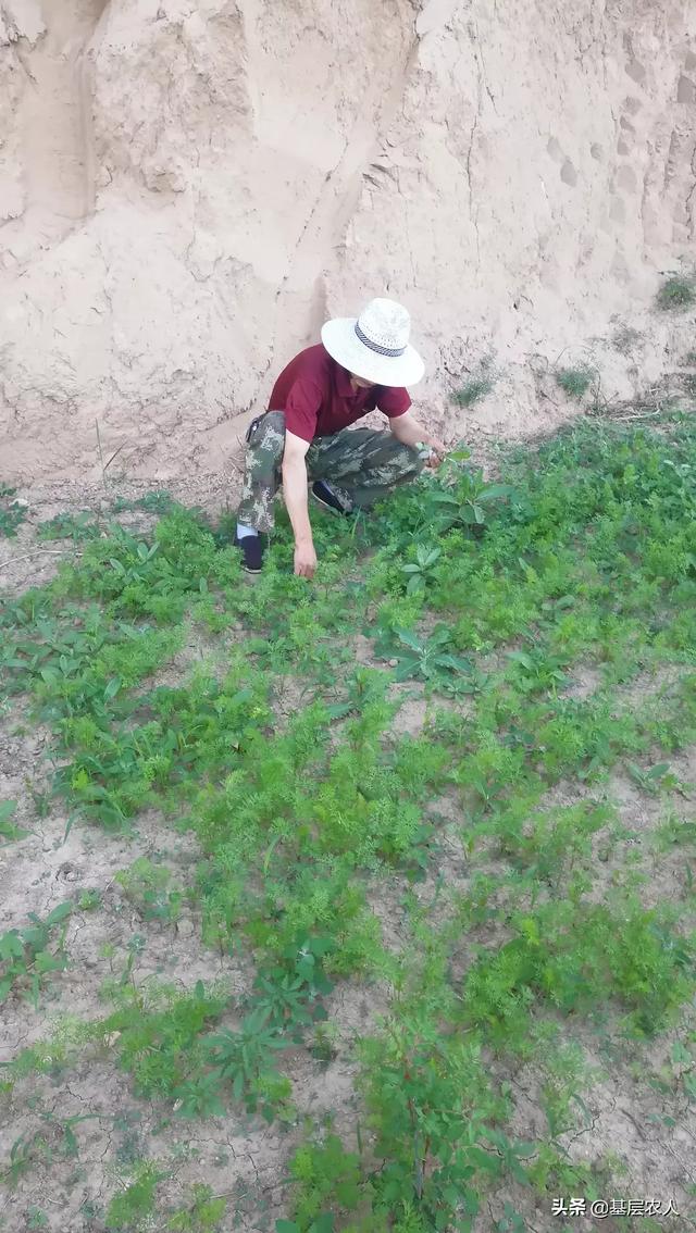 胡萝卜肉质根不着色的发生原因和防治措施都有哪些？