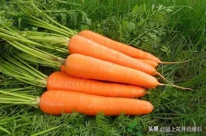 胡萝卜肉质根不着色的发生原因和防治措施都有哪些？