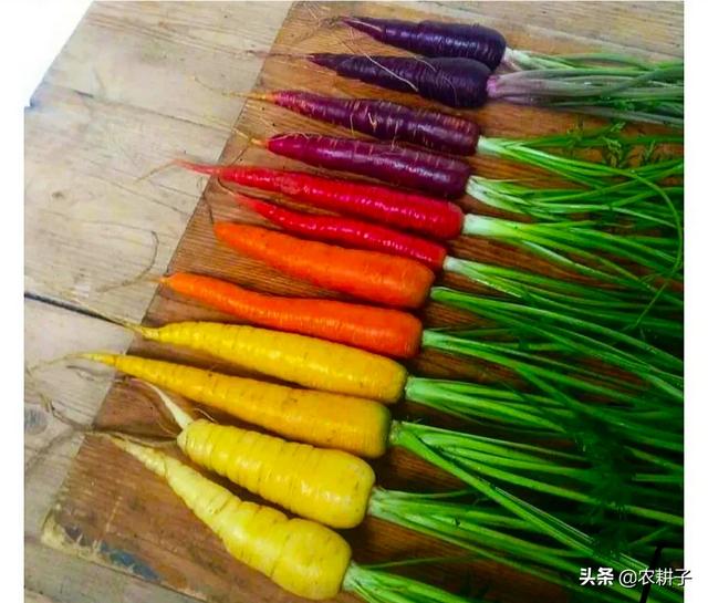 胡萝卜肉质根不着色的发生原因和防治措施都有哪些？