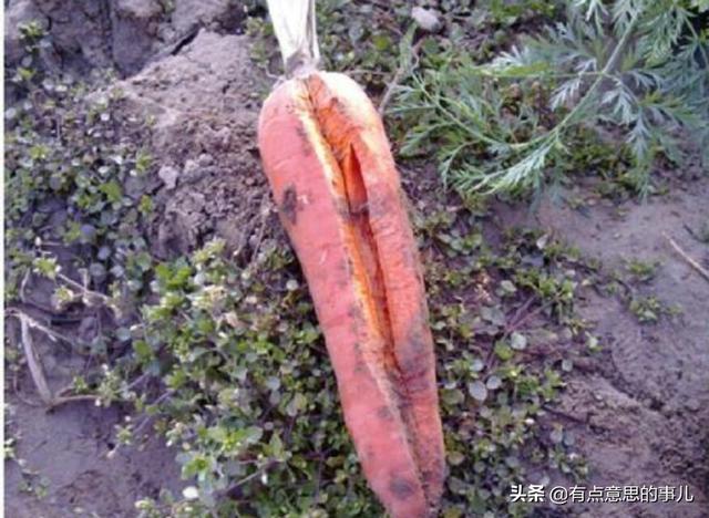 胡萝卜肉质根不着色的发生原因和防治措施都有哪些？