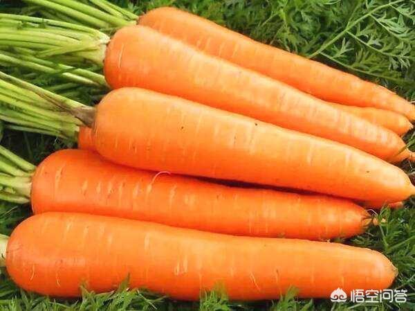 胡萝卜肉质根不着色的发生原因和防治措施都有哪些？