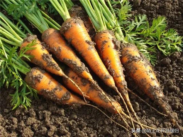 胡萝卜肉质根不着色的发生原因和防治措施都有哪些？