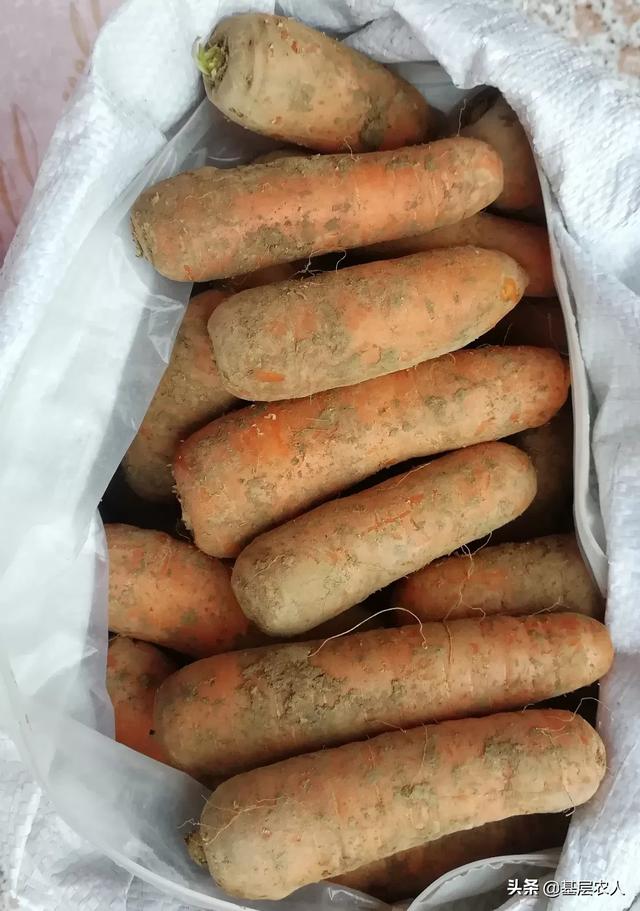 胡萝卜肉质根不着色的发生原因和防治措施都有哪些？