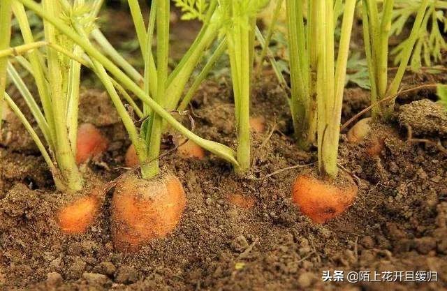 胡萝卜肉质根不着色的发生原因和防治措施都有哪些？