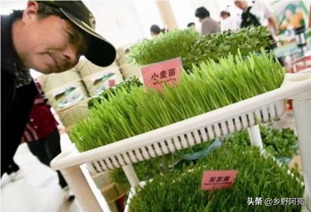 冬小麦进入立冬季节后，冬小麦的田间管理工作如何做？