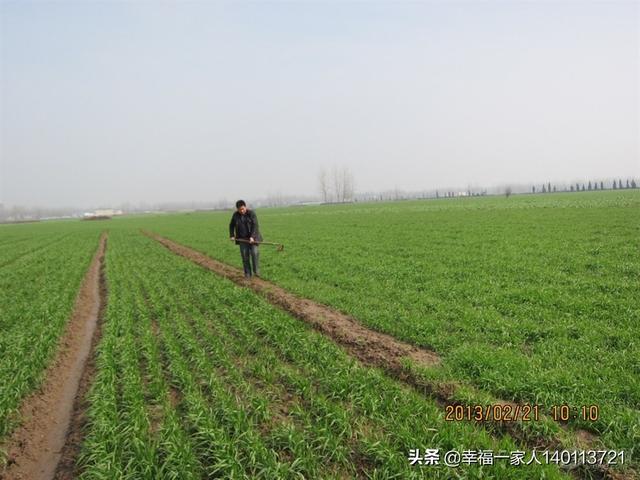 小麦种植后，因天气近期无雨干旱，出苗不好，可以浇地让小麦出苗吗？