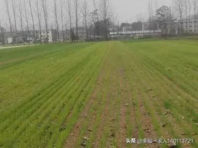 小麦种植后，因天气近期无雨干旱，出苗不好，可以浇地让小麦出苗吗？