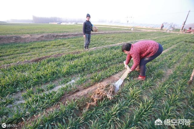 小麦种植后，因天气近期无雨干旱，出苗不好，可以浇地让小麦出苗吗？