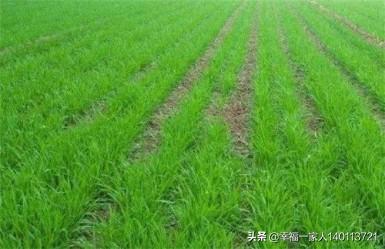 小麦种植后，因天气近期无雨干旱，出苗不好，可以浇地让小麦出苗吗？