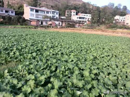 油菜育苗移栽如何避免高脚苗?