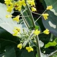 油菜育苗移栽如何避免高脚苗?