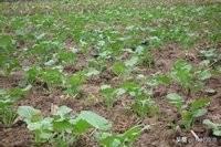 油菜育苗移栽如何避免高脚苗?