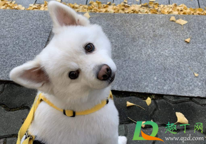 狗身上什么寄生虫会感染人
