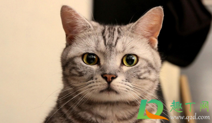 猫得传腹后能活多久