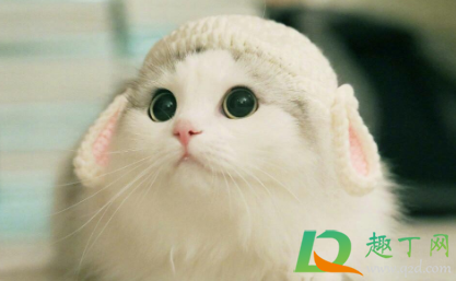 猫得传腹后能活多久