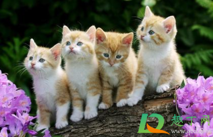 猫得传腹后能活多久
