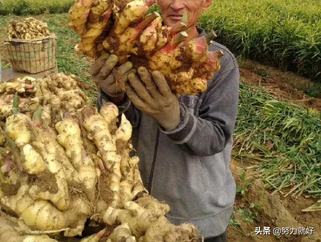 姜花影响生姜生长吗?