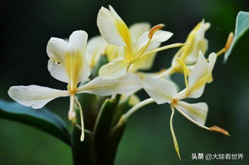 姜花影响生姜生长吗?