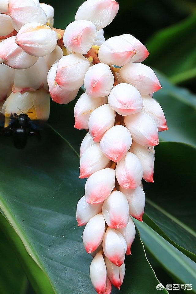 姜花影响生姜生长吗?