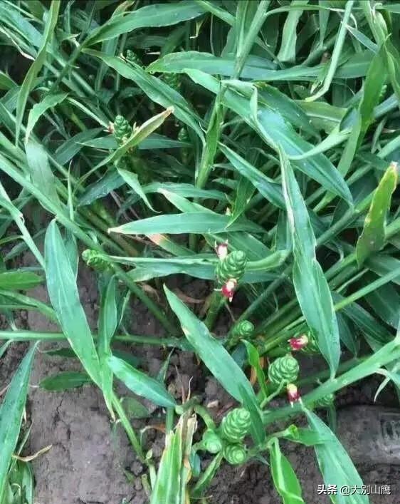 大姜开花是什么原因?
