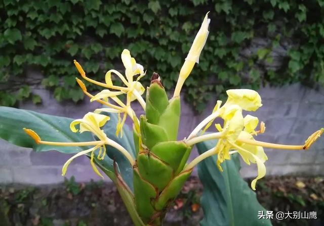 大姜开花是什么原因?